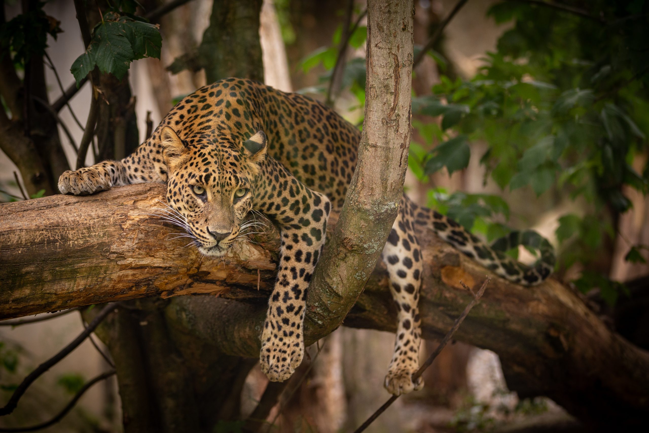 2 Nights / 3 Days Tanzania Safari Experience