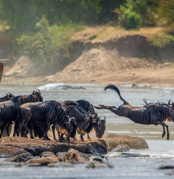 Wildebeest Migration Experience | Classic Tanzania Safari